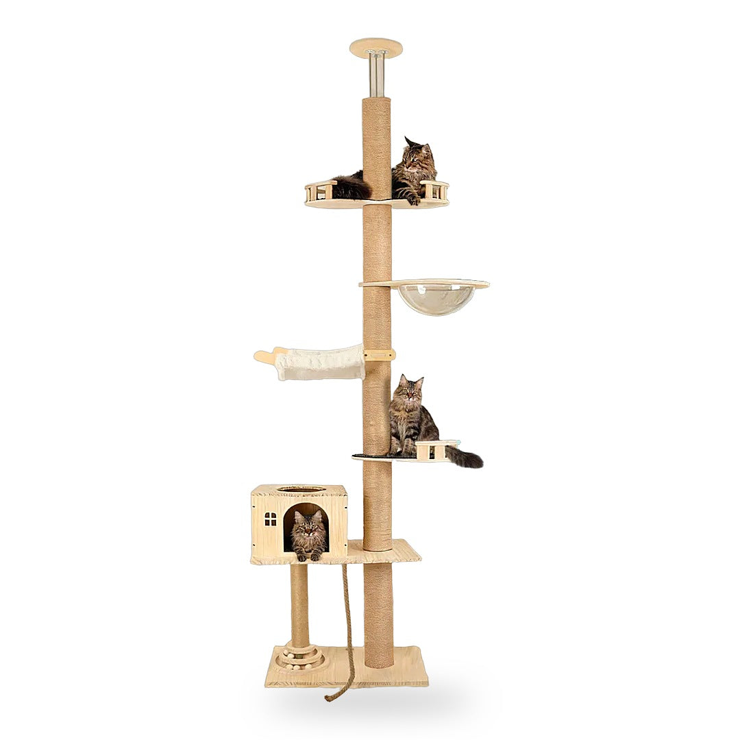 Three Maine Coon cats climbing and resting on the floor-to-ceiling cat tree, white background