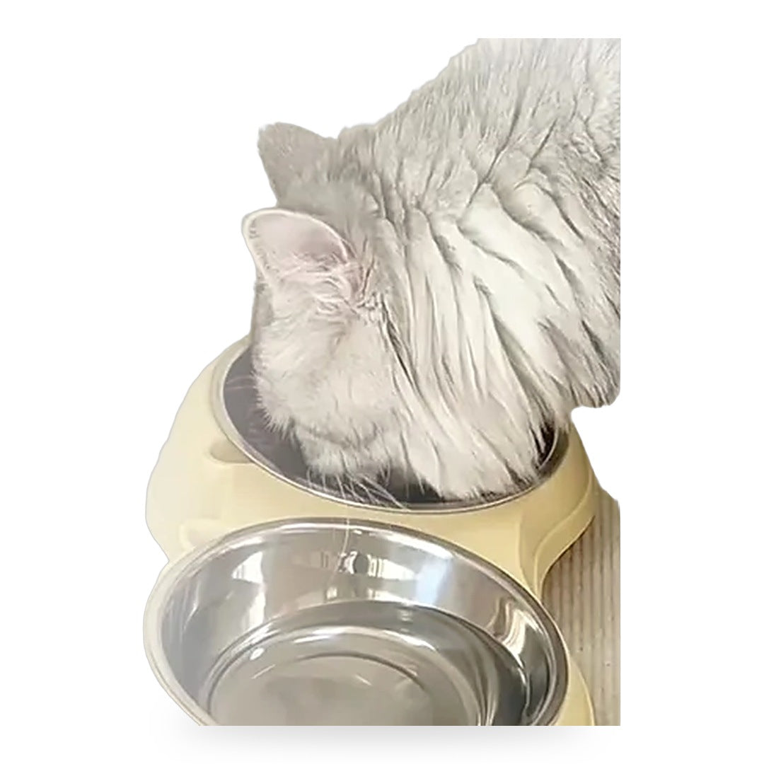 Grey longhair cat eating from the double bowl feeding station, white background