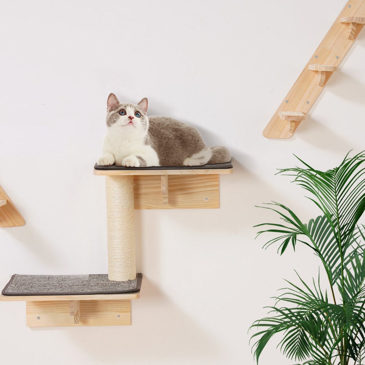 Large cat lounging on wall-mounted shelf